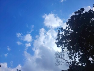 蓝天绿树间的白云景致