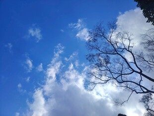 蓝天枯枝白云自然美景