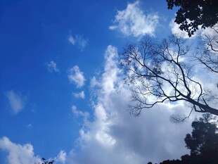 蓝天枯枝下的纯净天空