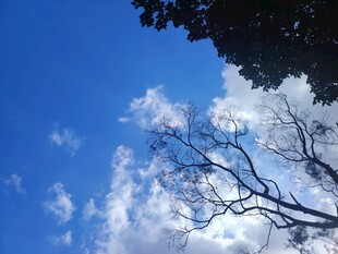 蓝天树枝间的白云美景