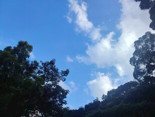 蓝天白云下的繁茂树林