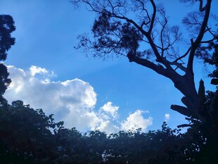 蓝天绿树间的自然景致