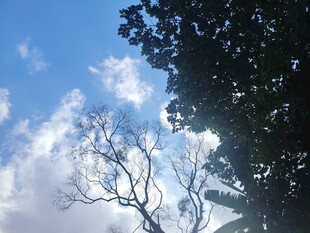 蓝天枯枝与繁茂树叶