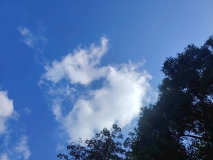 蓝天绿树间的白云