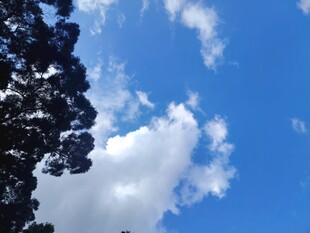 蓝天绿树间的白云景致