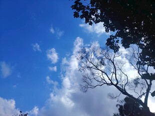 蓝天绿树间的白云景致