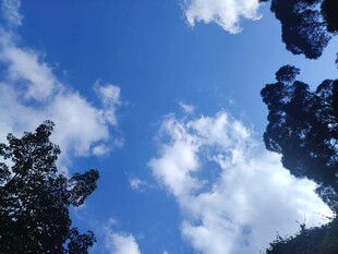 蓝天绿树间的云朵美景
