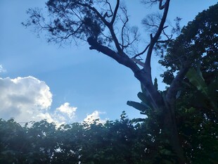 蓝天绿树间的繁茂大树