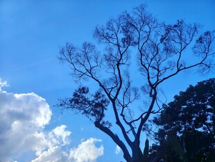 蓝天枯树与白云