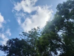 蓝天绿树间的清新景致