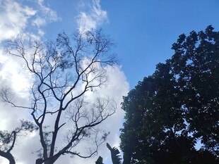蓝天枯树旁的葱郁树木