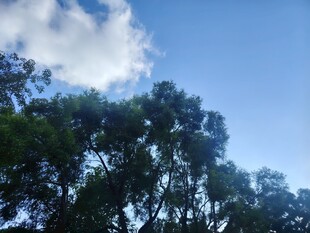 蓝天绿树间的清新景致