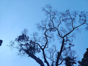 蓝天映衬下的光秃树枝