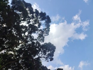 蓝天绿树间的清新景致