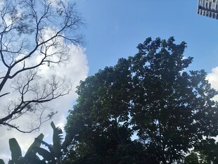 蓝天绿树间的自然景致