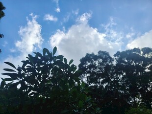 蓝天绿树间的清新景致