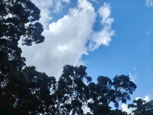 蓝天绿树间的美好景致