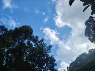 林间蓝天