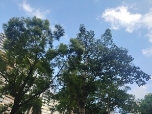 蓝天绿树风景图