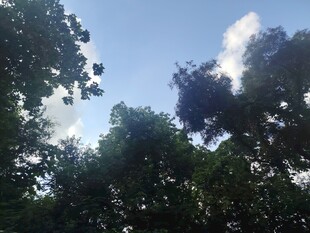 蓝天绿树间的自然景致
