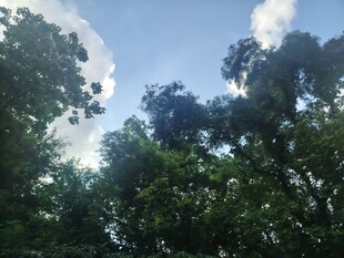 林间树梢望蓝天