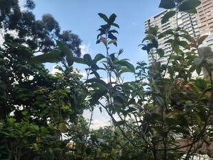 城市中繁茂的绿树景观