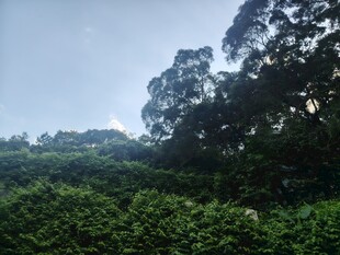 山林绿意盎然的自然景致