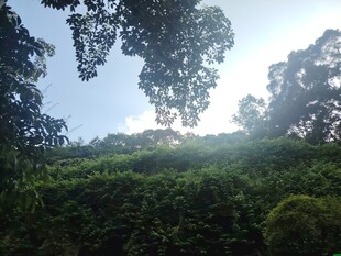 山林绿意盎然的自然景致