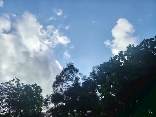 蓝天绿树间的白云景致