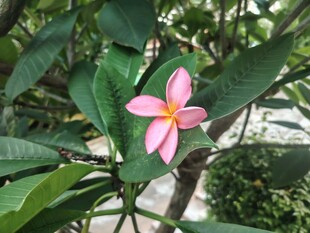 鸡蛋花