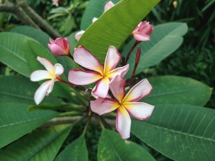 鸡蛋花