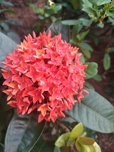 龙船花