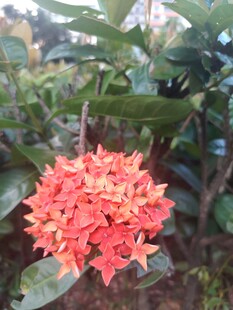 龙船花