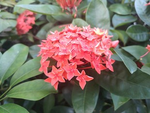 龙船花