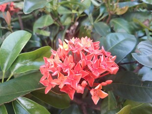 龙船花