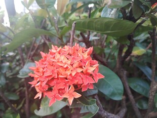 龙船花