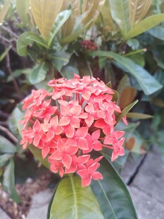 龙船花