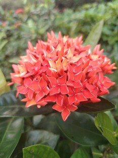 龙船花