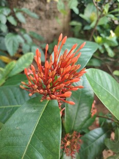 龙船花