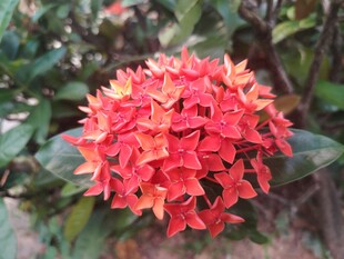 龙船花