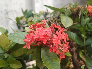 龙船花