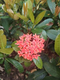 龙船花