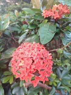 龙船花