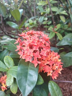 龙船花