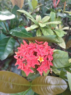龙船花