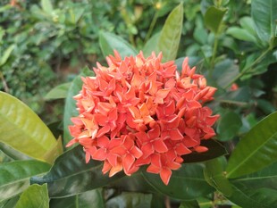 龙船花