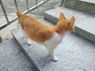 猫咪