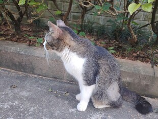 猫咪