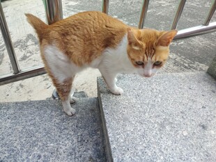 猫咪