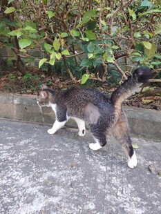 猫咪